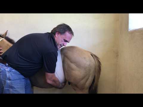 Umbilical hernia repair in a horse