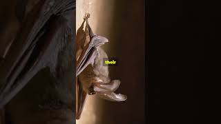 How Bats Fly in Complete Darkness