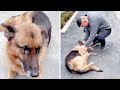 After Reuniting With Handler She Hasn&#39;t Seen For Years This Former Police Dog &#39;Cries&#39;