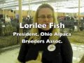 Alpaca Fest at Eastwood Expo Center in Niles
