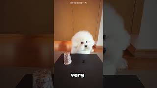 Celebrating Too Early 🐶