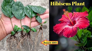 How to Grow Hibiscus From Single Leaf .