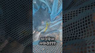에그박사 사마귀??? 잡은 장풍박사 곤충채집 3탄. 요즘 곤충채집에 진심입니다.❤️ #곤충 #채집 #사마귀