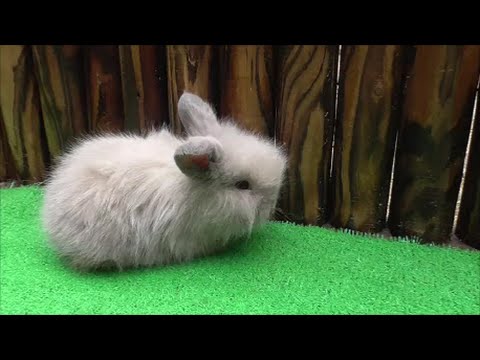 癒される ふれあい動物園 大人気かわいいライオンラビットの赤ちゃん16 7 3 Youtube