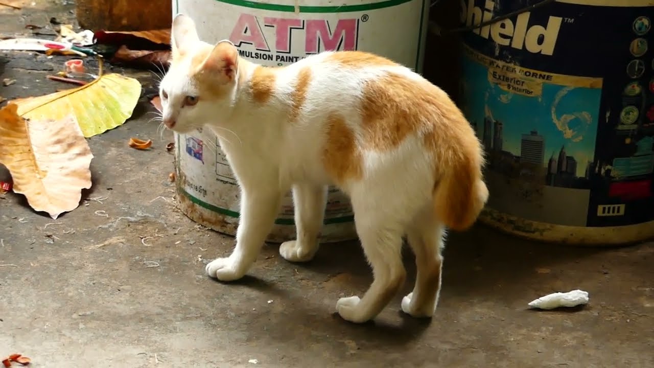 So adorable activity of smart kitten Popo