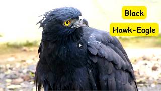 Raptors - Black Hawk Eagle