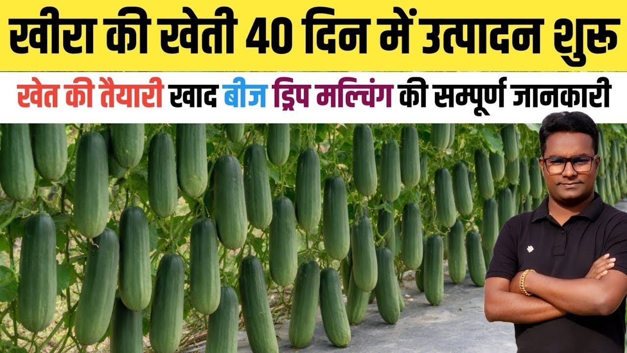 खीरा की खेती सिर्फ 40 दिन में ही शुरू हो जाएगा उत्पादन khira ki kheti kaise kare // cucumber farming