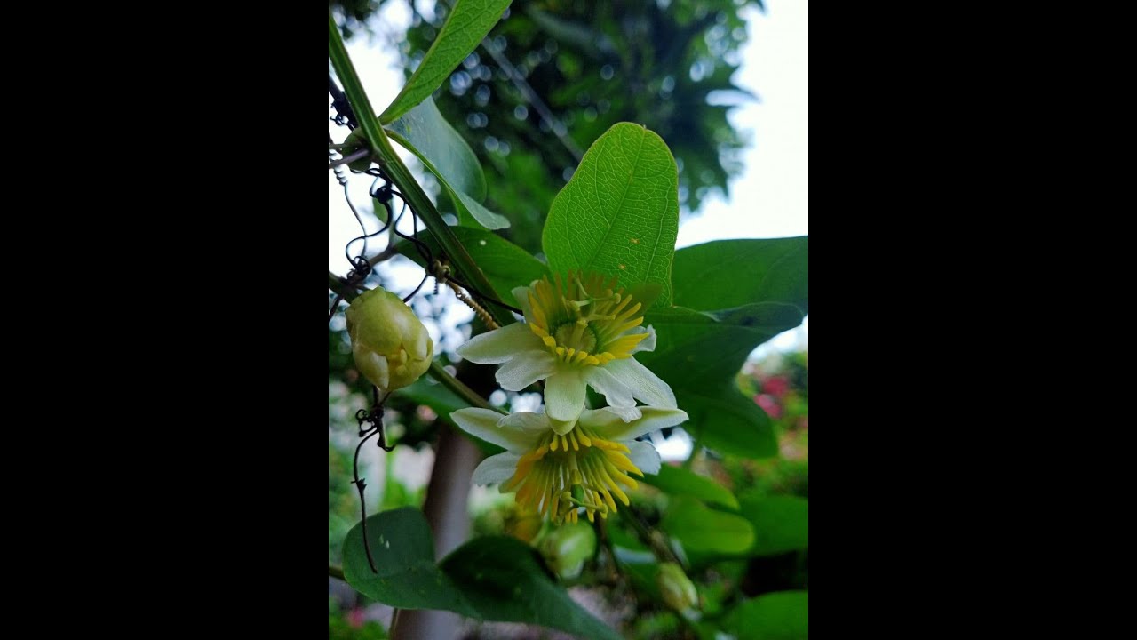 Tongkeng Sayur Pasiflora Biflora Sumber Nextar Polen Kesukaan Trigona Part 2 Youtube