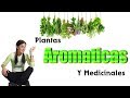 Plantas Aromaticas y Medicinales
