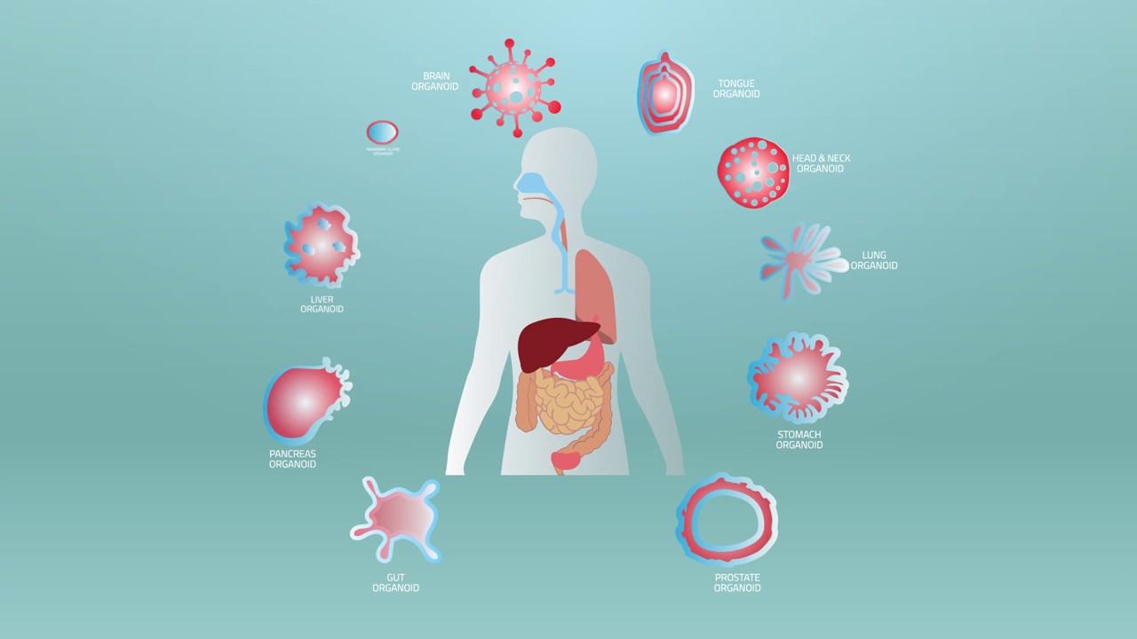 How ONCO-PDO technology works
