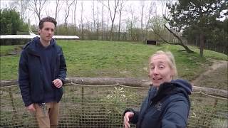 Zoo Zit Dat Aflevering 6 Wat Is Het Verschil Tussen Een Wilde Hond En Een Hond Die Je Thuis Hebt?