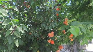 Градината На Комшиите С Оранжеви Рози - Цветя И Растения