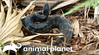 Deadliest Snakes and Backyard Gators! | Gator Boys | Animal Planet