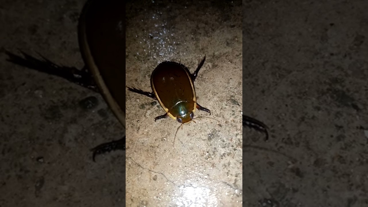 Cybister lateralimarginalis