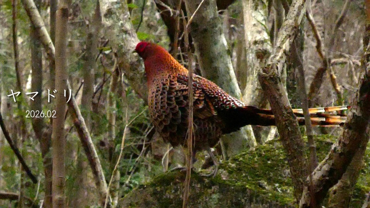 ヤマドリ 2026.02【身近な野鳥】
