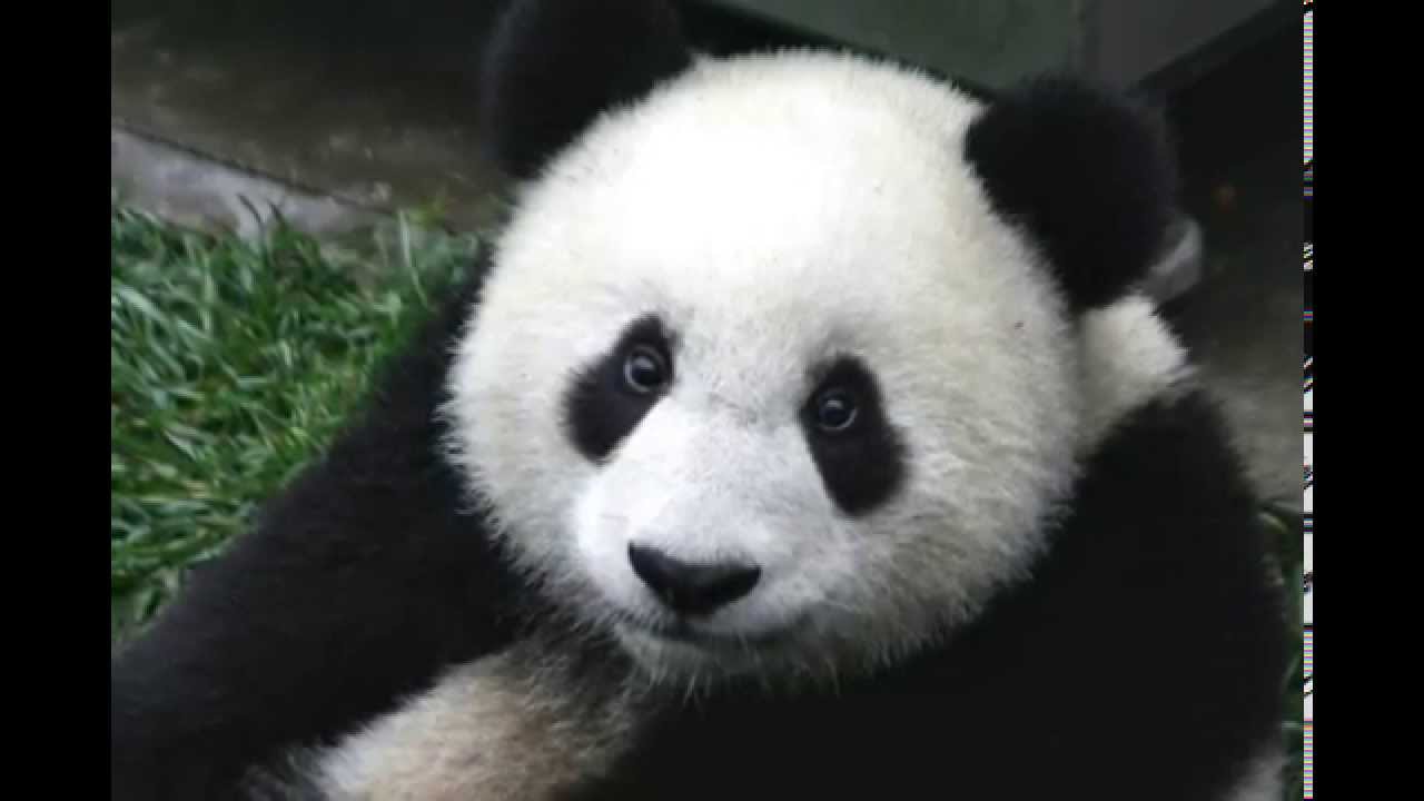 baby panda sneezing lol YouTube