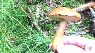 Xerocomus badius (Imleria badia) / По́льский гриб / bay bolete / bolet bai