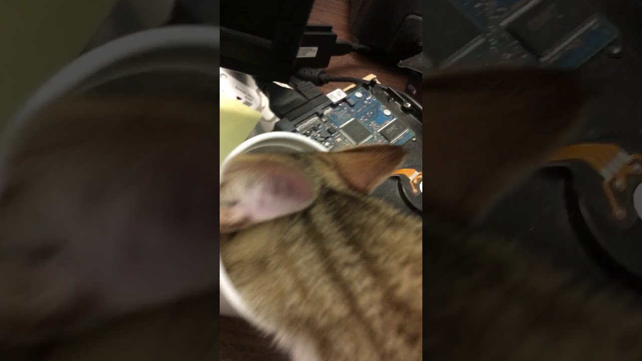 Cat On The Table Part 2 - YouTube