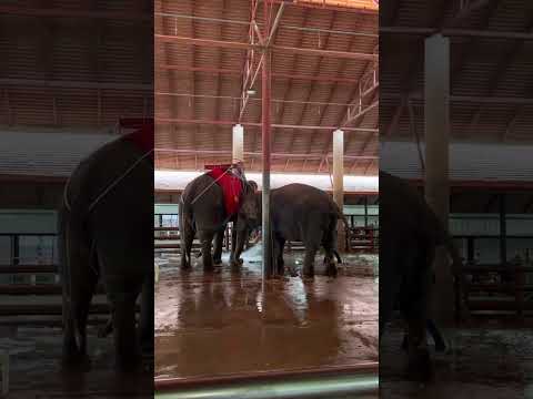 Elephant Sex Mating 