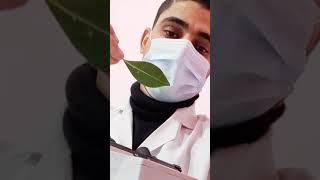 شكل ورقة شجرة 🌱 تحت الميكروسكوب 🔬 subscribe 💜