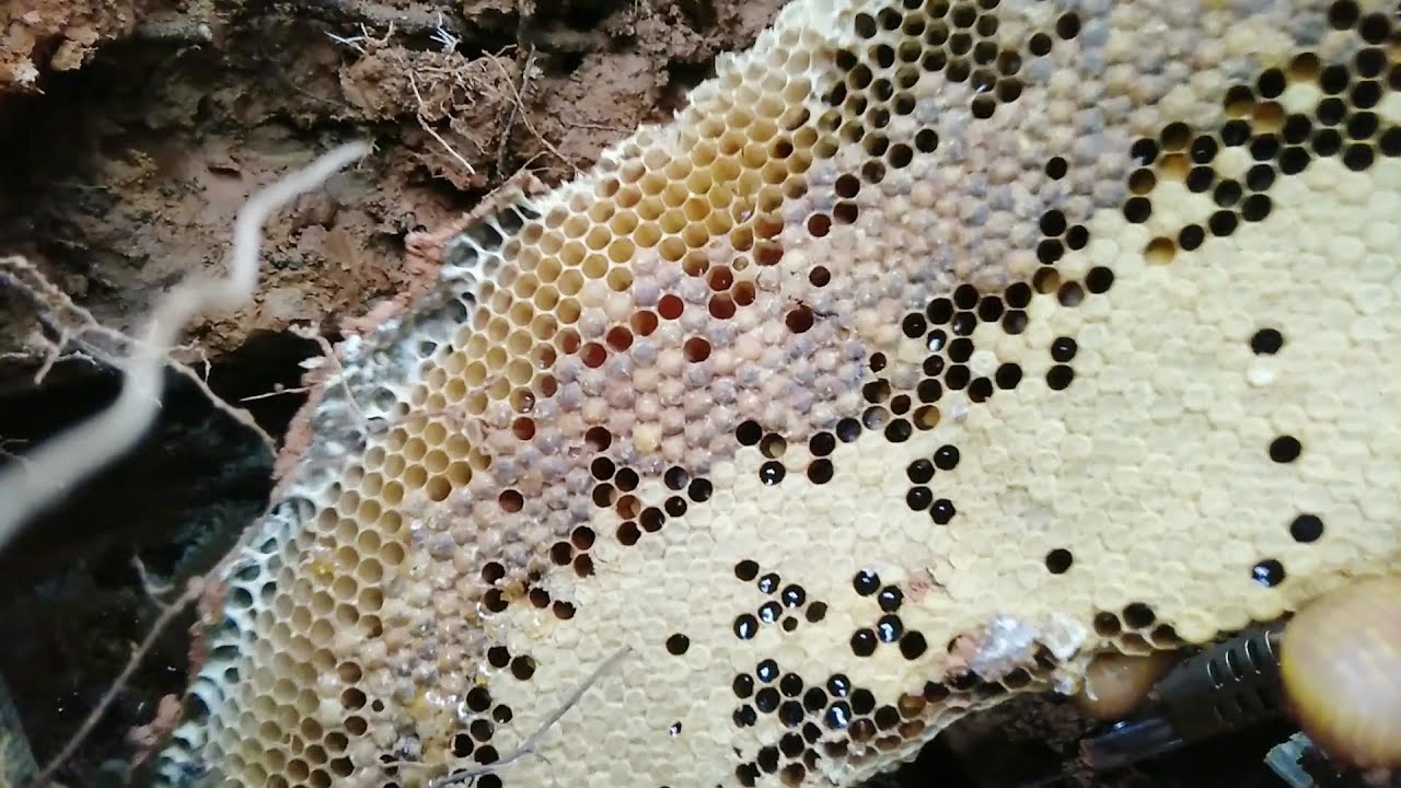 FIND GIANT HONEYBEE,HARVESTING HONEYCOMB,HONEYCOMB HARVEST,PRIMITIVE EAT FOOD