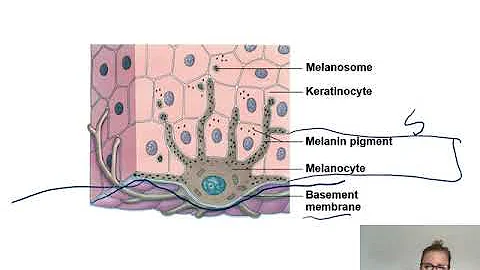 Integumentary System Part 2 for A & P I