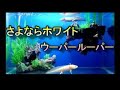 ウーパールーパー水槽　さよならホワイト　（1匹落ちました）