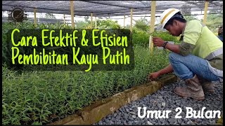 Cara Pembibitan Kayu Putih