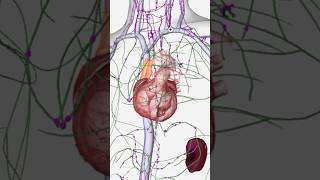 The Complete Lymphatic System Explained in 60 Seconds | Anatomy & Physiology #lymphatic #lymph