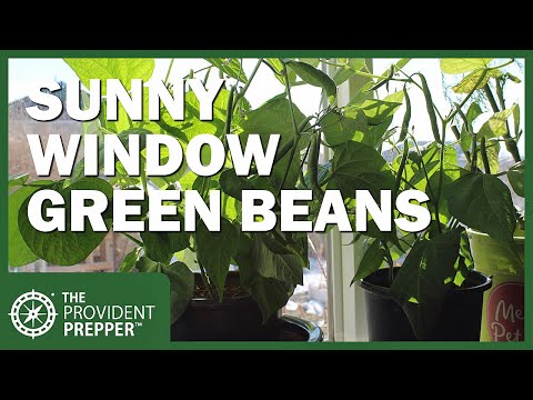 Video: Bønnerdyrkning indendørs – kan du beholde en indendørs bønneplante