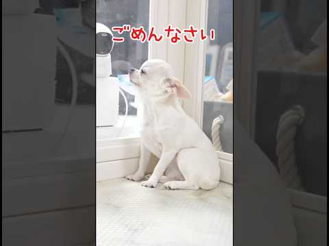 一応反省してるチワワ🤣　#dog #チワワ #犬のいる生活 #chihuahua #youtubeshorts #youtube #shorts #shortvideo
