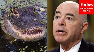 Dem Lawmaker, Mocks GOP, Asks Mayorkas If We Should 'Build A Moat Full Of Alligators' On The Border