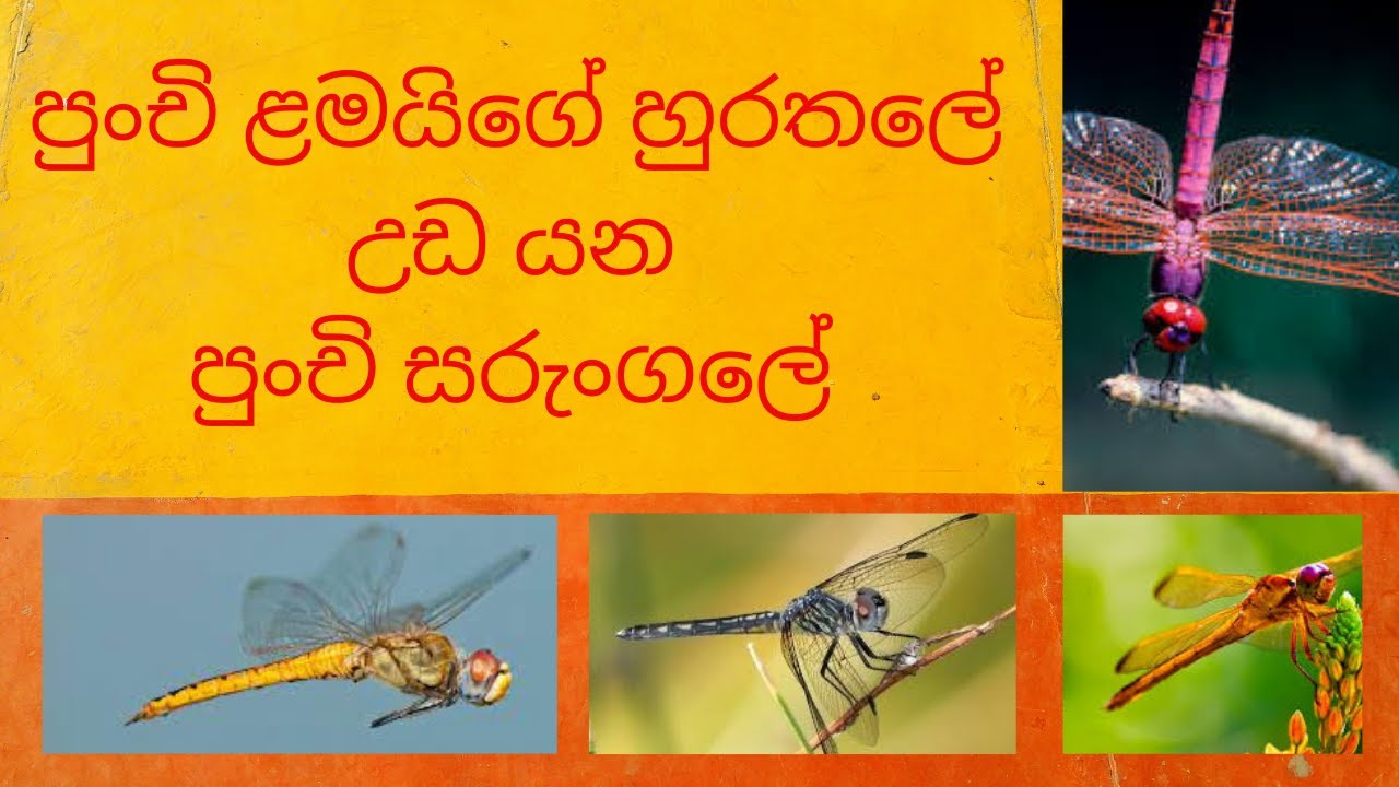 bath kura |Dragonfly | the little kite | | බත් කූරා | පුංචි ළමයිගේ ...