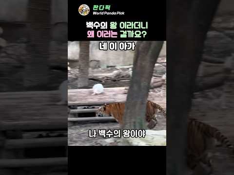 어흥 대신 냥냥 카메라 앞 칭얼거림 동물숏폼 #맹수반전 #아기동물 thumbnail