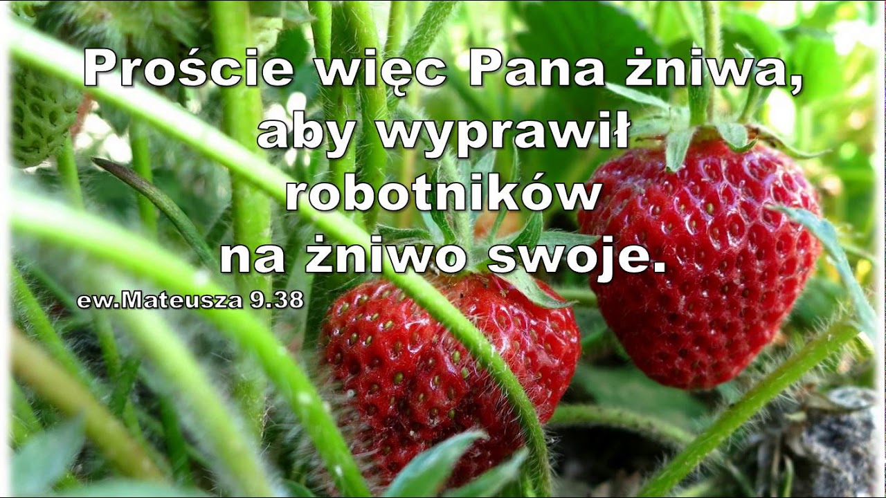 Audycja Wyzwolony   Jimmy Rowe