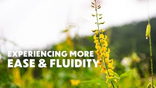 Taiwanese Wild Lily Flower Essence | Experiencing More Ease & Fluidity