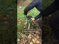 Two dogs trapped in anti-drone nets