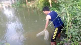 Quăng chài tưởng vào cọc nhưng thật bất ngờ đó là cá to