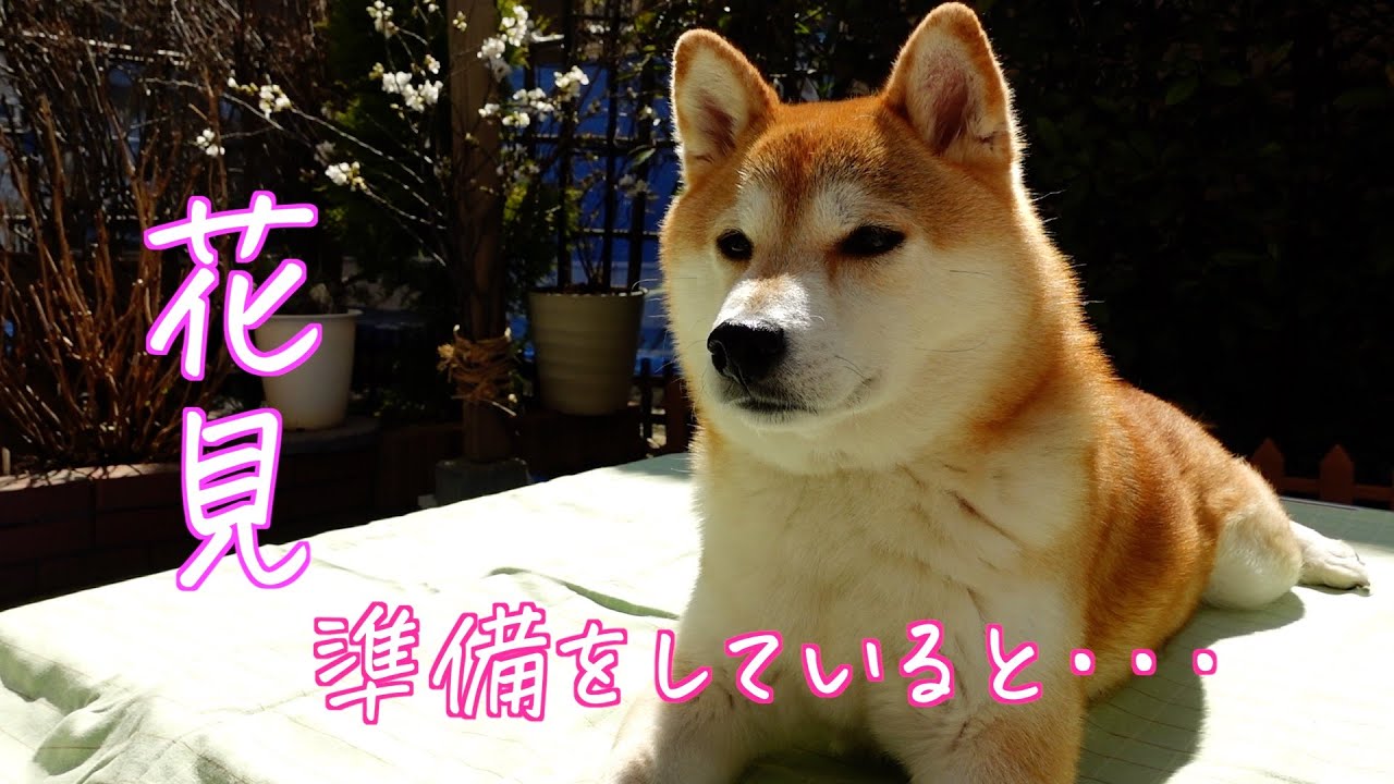 柴犬に手傳ってもらったら愉快すぎた