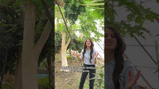 Daha Önce Hiç Papaya Denediniz Mi? Papaya Bahçesine Girdim