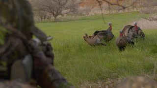 This Avian X Turkey Hunt is a Must Watch!