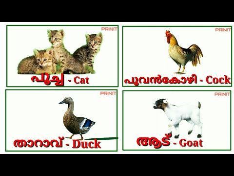 domestic animals name, വളർത്തുമൃഗങ്ങൾ/ വീട്ടില്‍ വളര്‍ത്തുന്ന  മൃഗങ്ങള്‍/pet animals /prinit