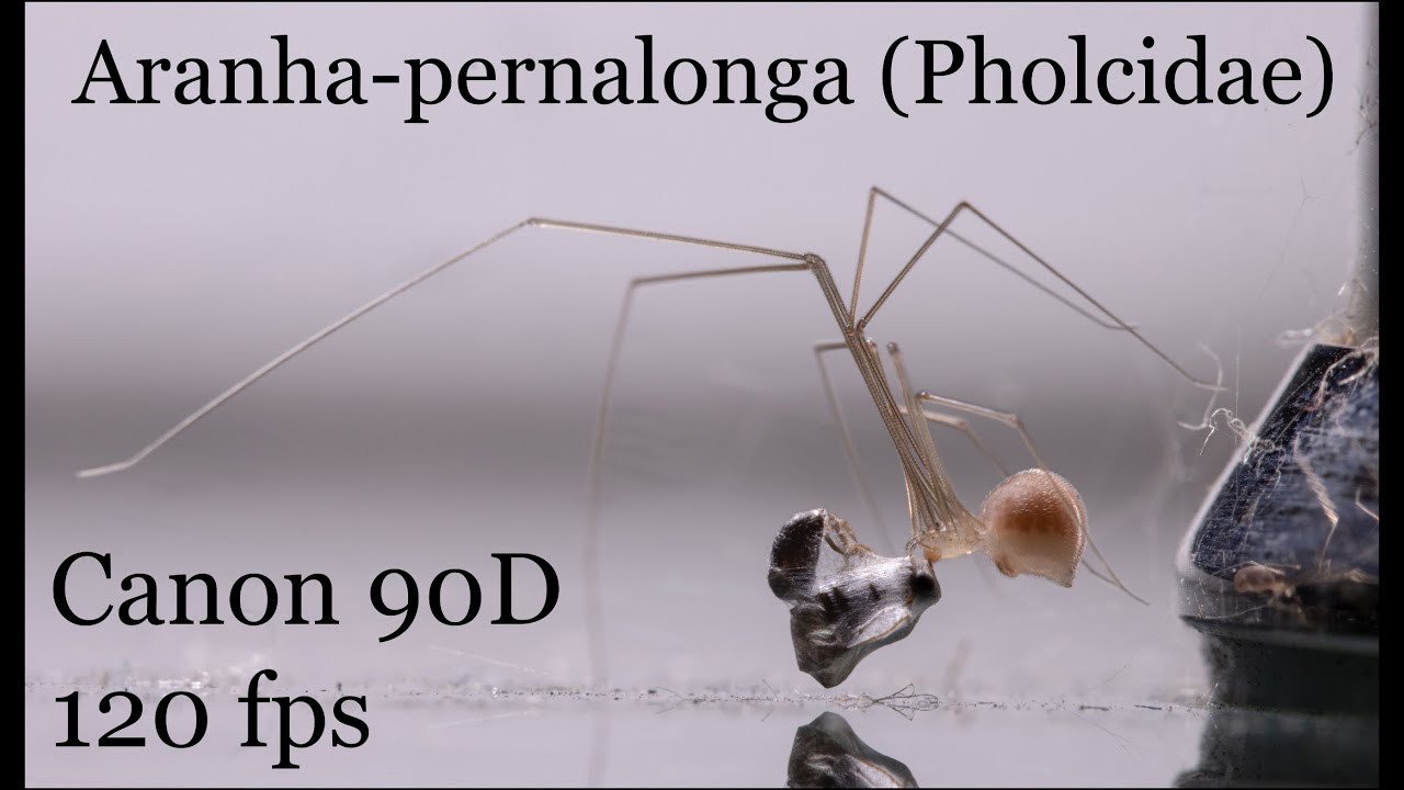 aranha-pernalonga-pholcidae-enrolando-presa-na-teia-canon-90d