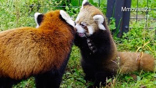 ココとじゃれる赤ちゃんレッサーパンダ~Red Panda Baby plays with mama