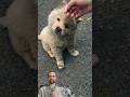 Por que esse cachorro mantinha a cabeça inclinada o tempo todo?