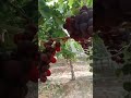 صنف عنب جديد يسمي مايبل Grape Farming Gardening Green 