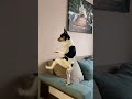 Dance dogs.#dog #funnydogs #usa #funnyvideos #dogsoftiktok