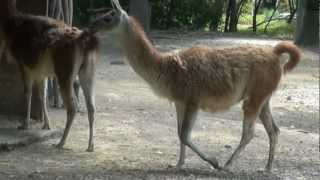 ZOO Ljubljana