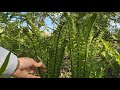 山菜採り 伸びたコゴミもうまい