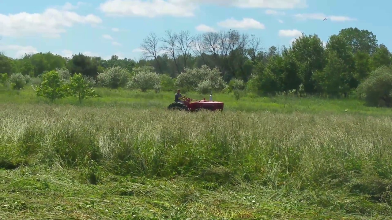 1st cutting orchard grass YouTube